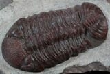 Red Barrandeops Trilobite - Hmar Laghdad, Morocco #39844-4